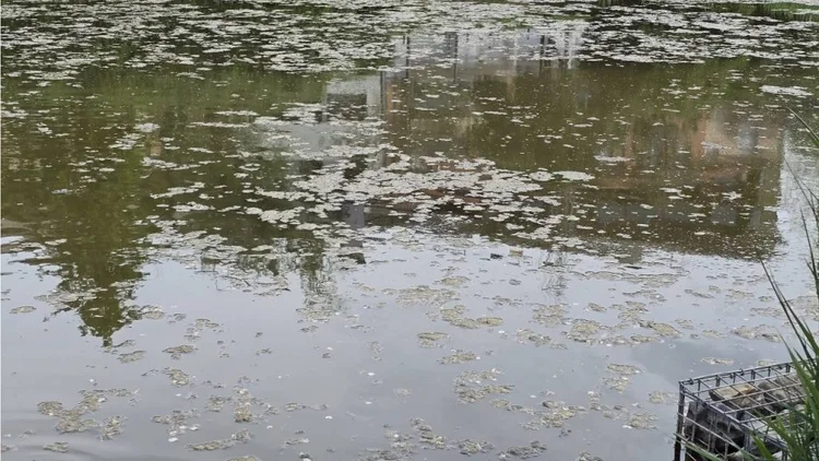 Lago del parque de Olesa sucio