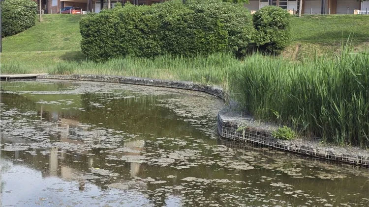 Lago del parque de Olesa sucio