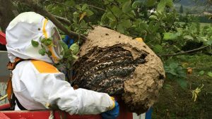 Vespa asiàtica / avispaasiatica.org