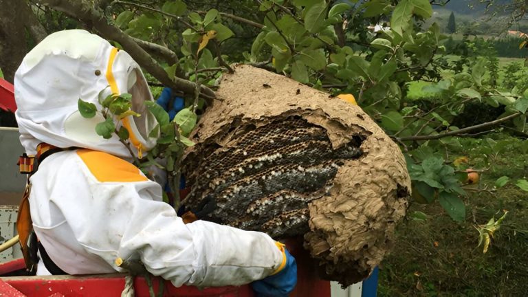 Vespa asiàtica / avispaasiatica.org